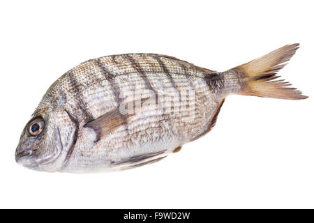 Rohe Tilapia Makro Studioaufnahmen Stockfoto