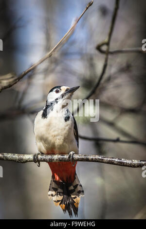 Größere gefleckte Specht (Dendrocopus großen) in Schottland. Stockfoto