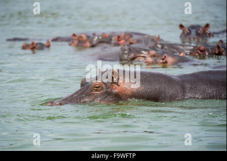 Flusspferd (Hippopotamus Amphibius) auf der Hütte Kanal, Queen Elizabeth National Park, Uganda Stockfoto