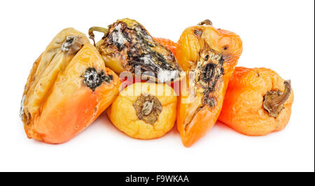 Faul und Schimmel Paprika isoliert auf weißem Hintergrund. Stockfoto