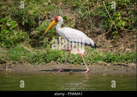 Gelb-billed Storch (Mycteria Ibis), Queen Elizabeth National Park, Uganda Stockfoto