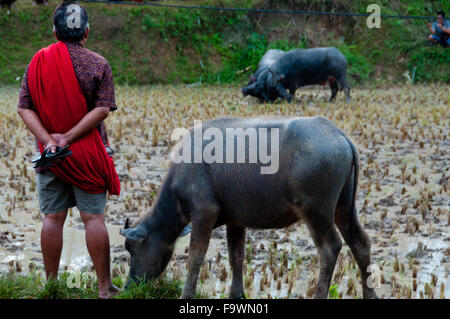 Mann mit einem Büffel beobachten die Carabao Büffel Kämpfe in den schlammigen Feld Stockfoto