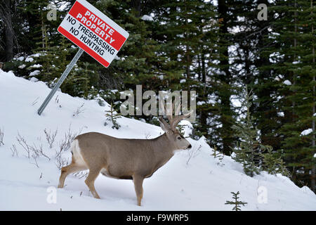 Eine Erwachsene Mule Deer Buck unter keine Jagd Zeichen in ländlichen Alberta Kanada Stockfoto