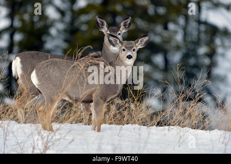 Eine Mutter und Kitz Maultierhirsche stehend auf einem Hügel an der frischen Schnee in ländlichen Alberta, Kanada. Stockfoto