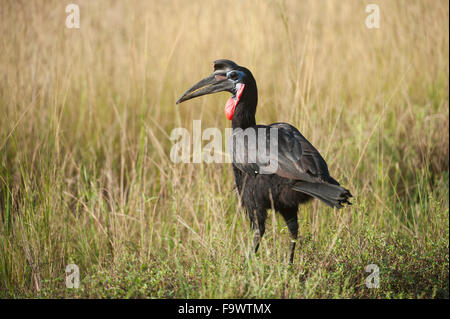 Männliche Abessinier Hornrabe (Bucorvus Abyssinicus), Semliki Wildlife Reserve, Uganda Stockfoto