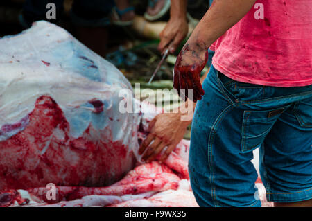 Hand voll von Blut vor einem Toten Büffel während der Beerdigung Stockfoto