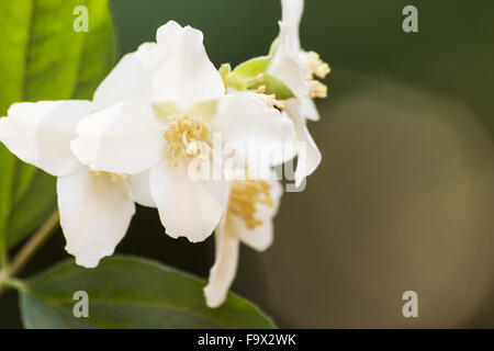 Philadelphus Lewisii (Lewis' Mock-Orange) Blumen auf natürlichen Hintergrund Stockfoto