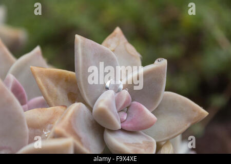 Tautropfen auf Sukkulente Makro - saftige Blume closeup Stockfoto