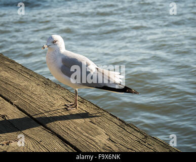 Eine junge Ring in Rechnung gestellt oder Silbermöwe gehockt Harbourside rustikale Holzbalken am Wasser an einem sonnigen Tag Stockfoto