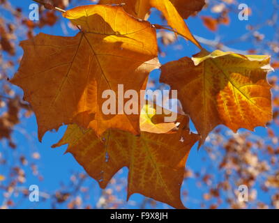 Dallas, Texas, USA.18 Dezember 2015.  Dallas Wetter traf heute 50-Grad und 70 Grad von Weihnachten mit nur zwei Tagen schlagen über Nacht einfrieren getroffen. Nicht in nahezu perfekt fallen Wetter heute bei der White Rock Lake Credit: Dallaspaparazzo/Alamy Live-Nachrichten Stockfoto