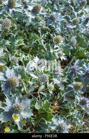 Meer-Stechpalme Bush, Anglesey, North Wales, UK, Stockfoto