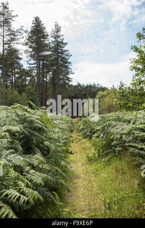 Immergrüne Bäume im Newborough Wald, Anglesey, North Wales, blauer Himmel, Sommer Stockfoto