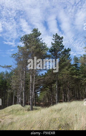 Immergrüne Bäume im Newborough Wald, Anglesey, North Wales, blauer Himmel, Sommer Stockfoto