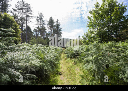 Immergrüne Bäume im Newborough Wald, Anglesey, North Wales, blauer Himmel, Sommer Stockfoto