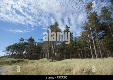 Immergrüne Bäume im Newborough Wald, Anglesey, North Wales, blauer Himmel, Sommer Stockfoto