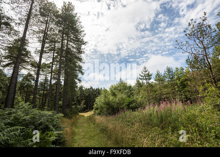 Immergrüne Bäume im Newborough Wald, Anglesey, North Wales, blauer Himmel, Sommer Stockfoto