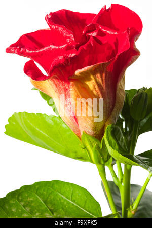 einzelne Hibiskusblüte Spanish Lady auf weißem Hintergrund Stockfoto