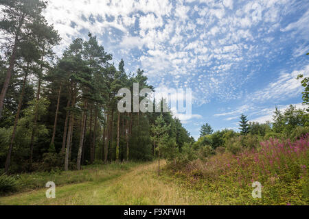 Immergrüne Bäume im Newborough Wald, Anglesey, North Wales, blauer Himmel, Sommer Stockfoto