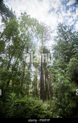 Immergrüne Bäume im Newborough Wald, Anglesey, North Wales, blauer Himmel, Sommer Stockfoto