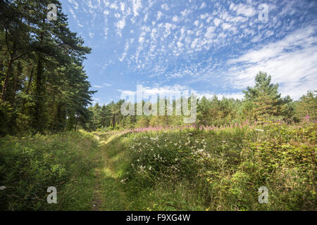 Immergrüne Bäume im Newborough Wald, Anglesey, North Wales, blauer Himmel, Sommer Stockfoto