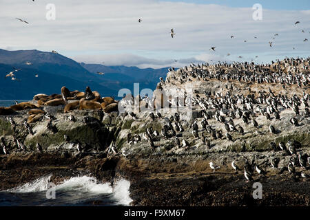 Seelöwen und Kormorane auf der Insel im Beagle-Kanal, Ushuaia, Tierra del Fuego, Patagonien, Argentinien, Südamerika König Stockfoto