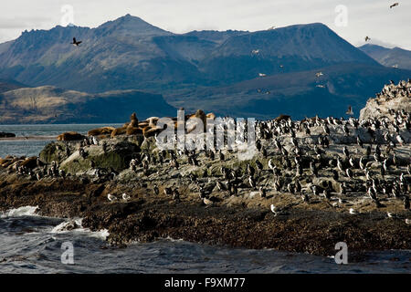 Seelöwen und Kormorane auf der Insel im Beagle-Kanal, Ushuaia, Tierra del Fuego, Patagonien, Argentinien, Südamerika König Stockfoto