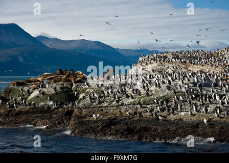 Seelöwen und Kormorane auf der Insel im Beagle-Kanal, Ushuaia, Tierra del Fuego, Patagonien, Argentinien, Südamerika König Stockfoto