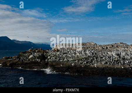 Seelöwen und Kormorane auf der Insel im Beagle-Kanal, Ushuaia, Tierra del Fuego, Patagonien, Argentinien, Südamerika König Stockfoto