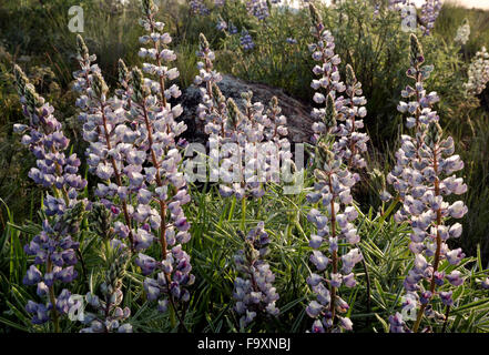 WASHINGTON - Lupinen blühen auf den Nordgipfel der Steamboat Rock im Steamboat Rock State Park im oberen Grand Coulee. Stockfoto