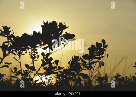 Silhouette Bild Songkhla Samila beach Stockfoto