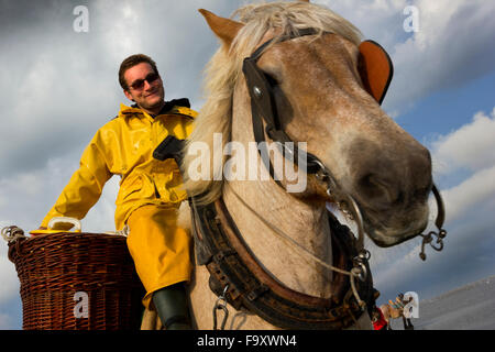 Garnelen fischen - die weltweit letzten verbliebenen Reiten Fischer. Oostduinkerke, Belgien. Stockfoto