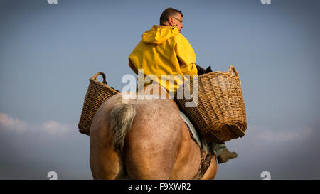 Garnelen fischen - die weltweit letzten verbliebenen Reiten Fischer. Oostduinkerke, Belgien. Stockfoto