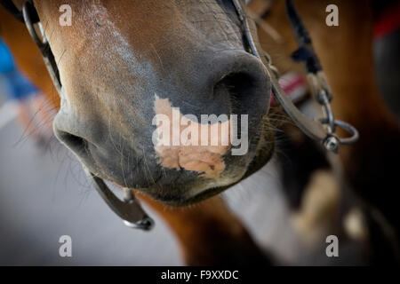 Garnelen fischen - die weltweit letzten verbliebenen Reiten Fischer. Oostduinkerke, Belgien. Stockfoto