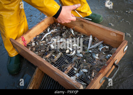 Garnelen fischen - die weltweit letzten verbliebenen Reiten Fischer. Oostduinkerke, Belgien. Stockfoto