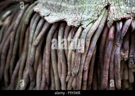 Detail der Wurzeln einer Palme mit einem faserigen Wurzelsystem, Brasilien Stockfoto