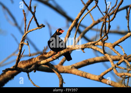 Gemeinsamen Hill Myna (Gracula Religiosa) in Thailand Stockfoto