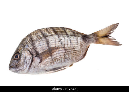 Rohe Tilapia Makro Studioaufnahmen Stockfoto