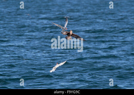Zwei elegante Seeschwalben (Thalasseus Elegans), mobbing, eine juvenile Pomarine Skua (Stercorarius Pomarinus) oder Pomatorhine Skua, Monterey Stockfoto