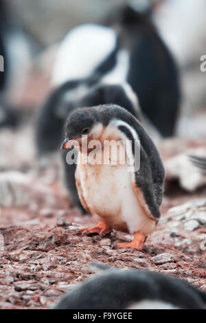 Traurig Gentoo Pinguin Küken, Pygoscelis Papua. Hannah Point, Süd-Shetland-Inseln Stockfoto