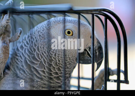 Schöne Papagei in einem Käfig fotografiert hautnah auf einem Baum Stockfoto