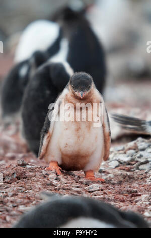 Traurig Gentoo Pinguin Küken, Pygoscelis Papua. Hannah Point, Süd-Shetland-Inseln Stockfoto