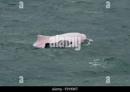 Indo-Pazifik Buckel-Delphin (Sousa Chinensis), erwachsenes Weibchen & Kalb auftauchen. Hong Kong, Pearl River Delta. Stockfoto