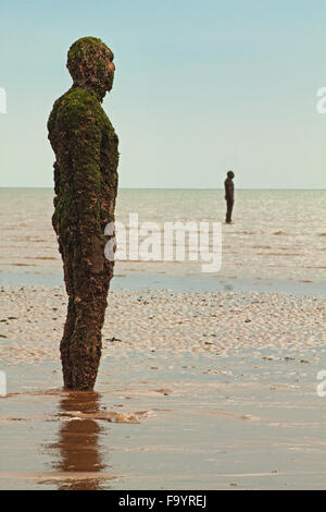 Ironmen, am Strand von Crosby, Seepocken und Algen an den niedrigen Gezeiten ummantelt Stockfoto