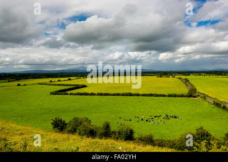 Herde von Rindern In Landschaft von Tipperary In Irland Stockfoto