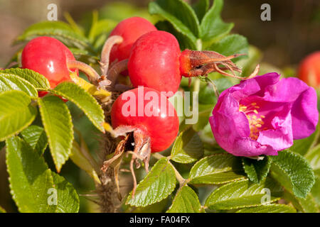 Rosa entwickelten Dornröschen und Obst auf bush Stockfoto