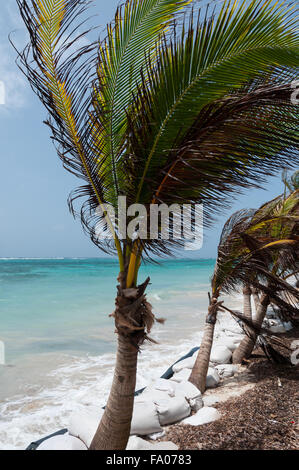 Kleine Palme im Wind an karibischen Sandstrand Küste unter blauem Himmel im tropischen Corn Island Stockfoto