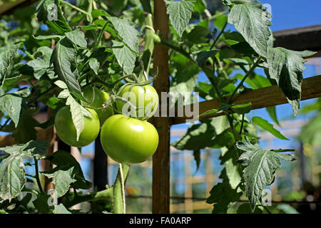 Nahaufnahme von frischen Tomaten auf Baum Pflanze Stockfoto