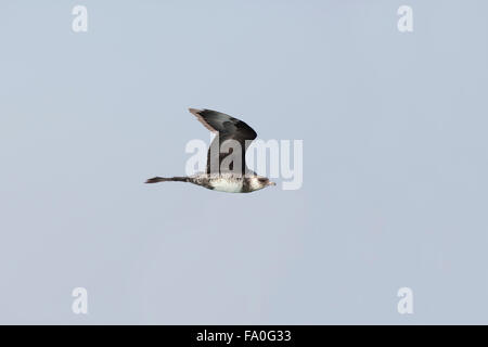 Pomarine Skua; Stercorarius Pomarinus Single im Flug; Nordsee; UK Stockfoto