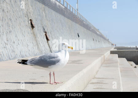 Silbermöwe am Deich, Tywyn, ehemals Towyn, Cardigan Bay, Gwynedd, Wales Stockfoto
