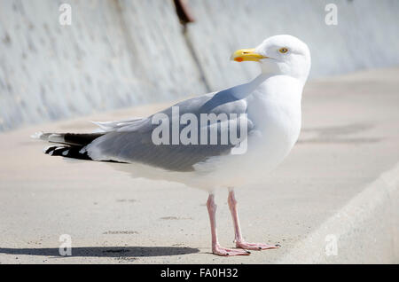 Silbermöwe am Deich, Tywyn, ehemals Towyn, Cardigan Bay, Gwynedd, Wales Stockfoto